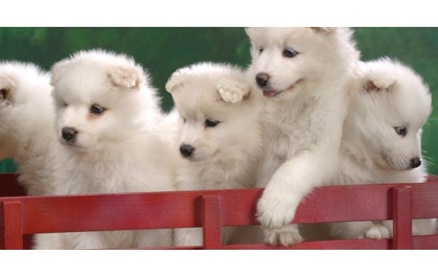 Wagonload Of Samoyed Puppies (click to view)