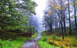 Walkway Through a Foggy Forest