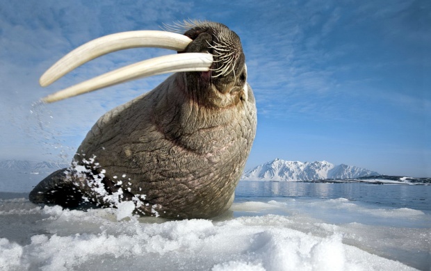 Walrus Sea (click to view)