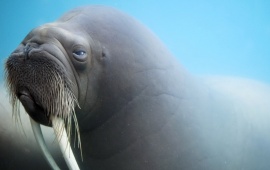 Walrus Tusks Whiskers Muzzle