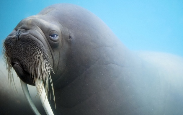 Walrus Tusks Whiskers Muzzle (click to view)