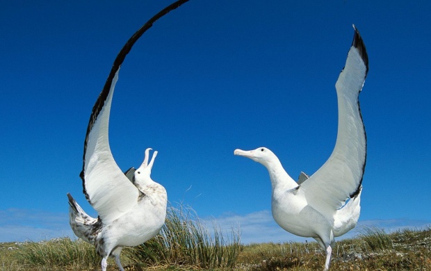 Wandering Albatross (click to view)