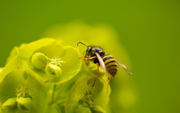 Wasps Bee Flower