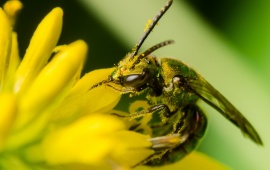 Wasps On Flower
