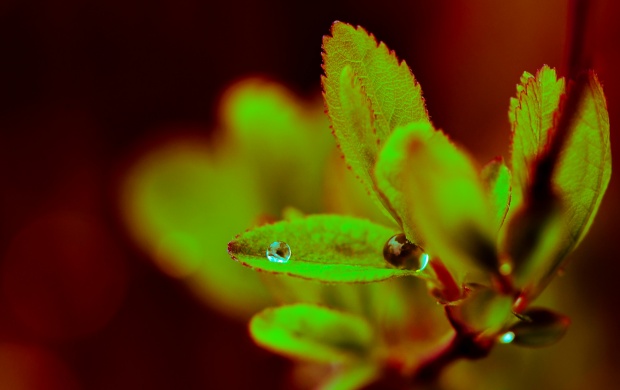 Wate Drop On Green Leaves (click to view)