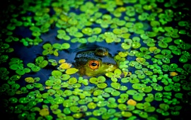 Water Clover In Frog
