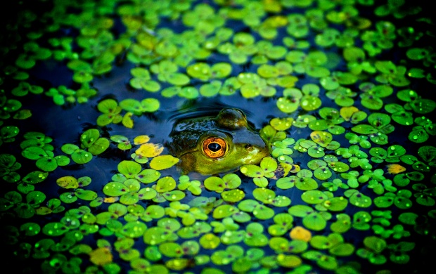 Water Clover In Frog (click to view)