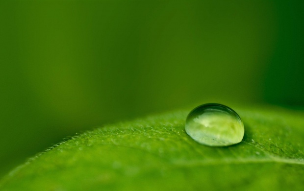 Water Drop on Green Leaf (click to view)