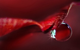 Water Drop on Red Flower