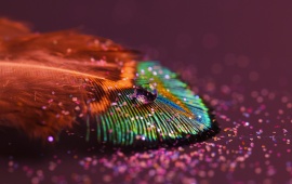 Water Droplet on a Colorful Feather