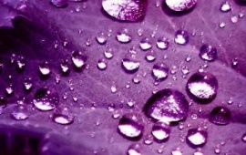 Water Drops Purple Background