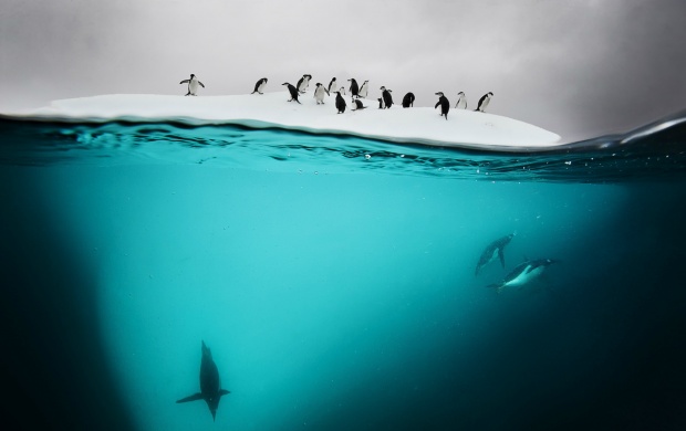 Water Ice Penguins Pole (click to view)