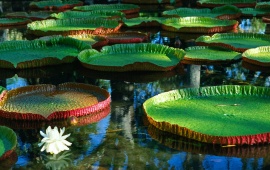 Water Plant and Lily Flower