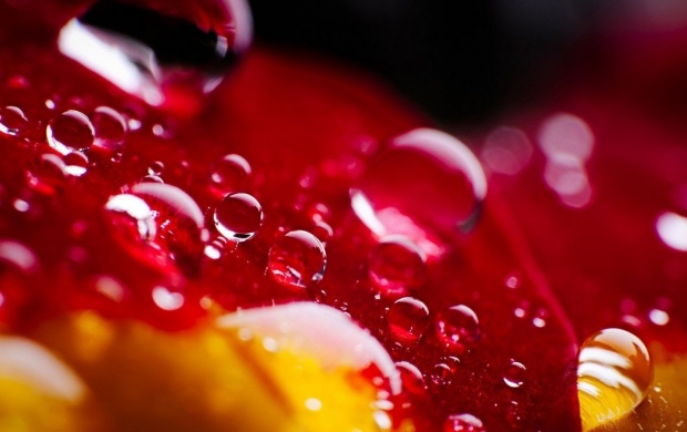 Waterdrops (click to view)