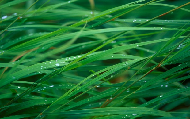 Waterdrops on the Grass