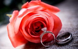 Wedding Rings And Rose Flower
