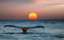 Whale Shark Tail Sunset