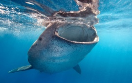 Whale Shark Underwater Ocean