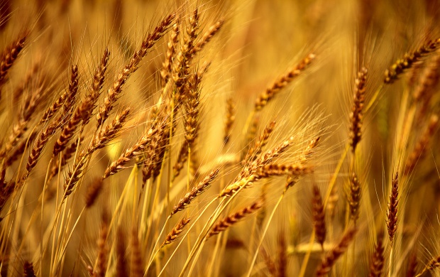 Wheat Field Background (click to view)