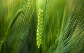 Wheat Green Background