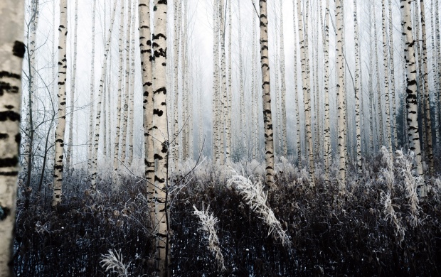 White and Black Trees (click to view)