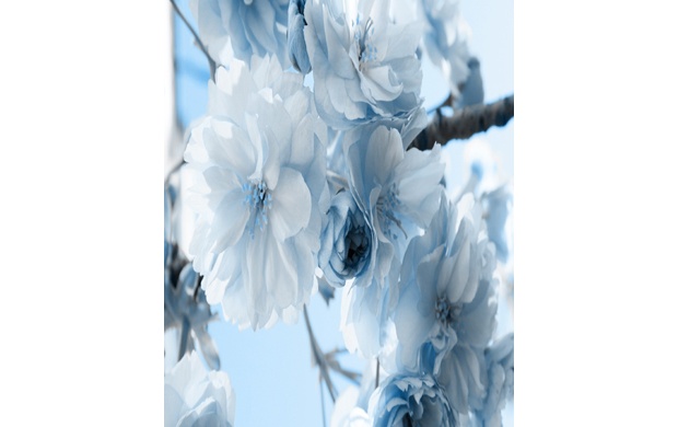 White and Blue Blossoms