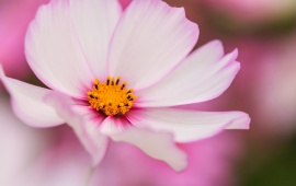 White And Pink Kosmea Flower