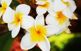 White and Yellow Flowers