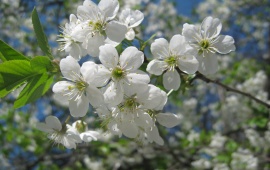 White Becna Macro Flowers