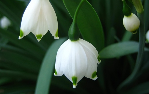 White Bell Flowers (click to view)