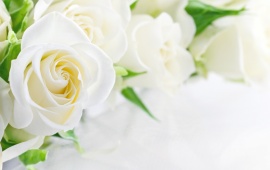 White Bud Roses Flowers
