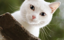 White Cat Look