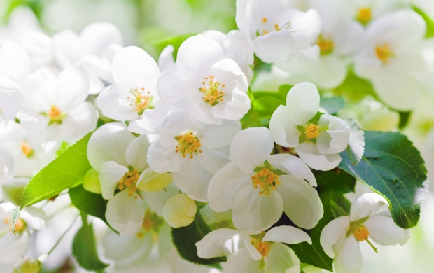 White Cherry Blossoms Branches