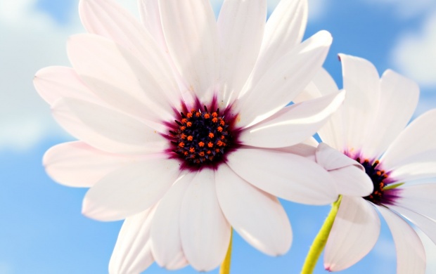White Daisies (click to view)