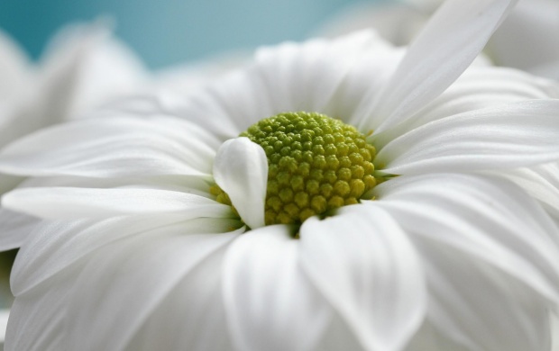 White Daisy (click to view)