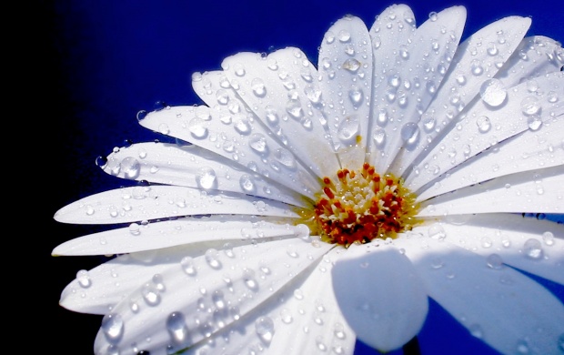 White Daisy Flower (click to view)