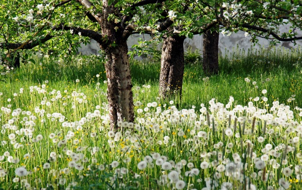 White Flower Garden And Trees