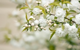 White Flowers Blooming On Tree Branch