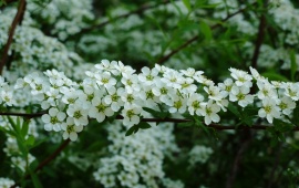 White Flowers Botanical Garden