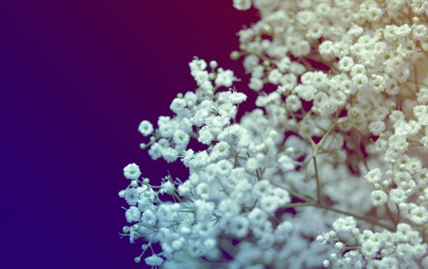 White Flowers Macro (click to view)