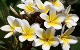 White Frangipani Flowers