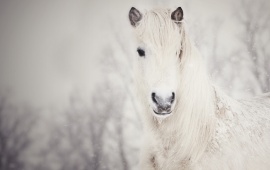 White Horse In The Snow