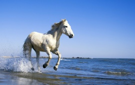 White Horse Running In Water
