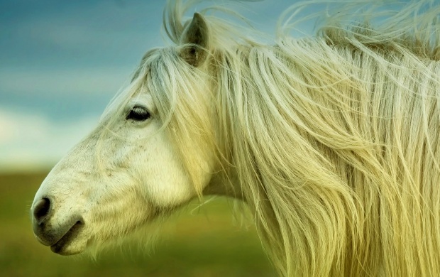 White Horse Silky Hair (click to view)