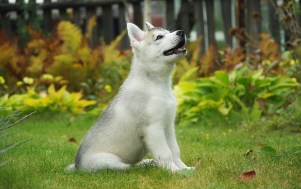 White Husky Puppy