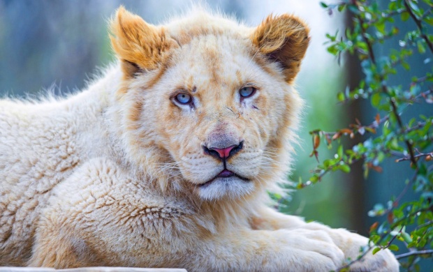 White Lion Blue Eyes (click to view)