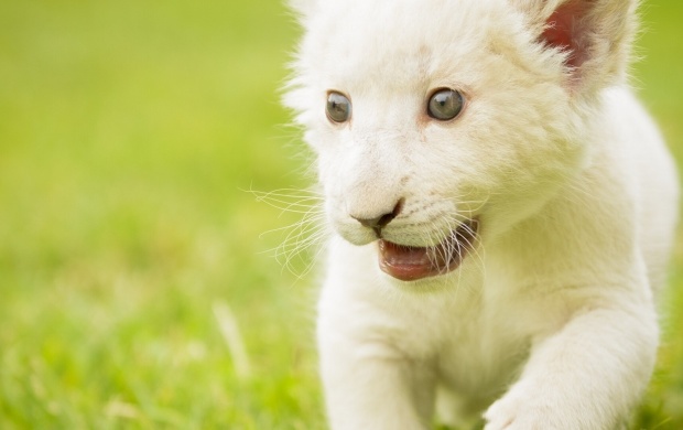 White Lion Cub (click to view)
