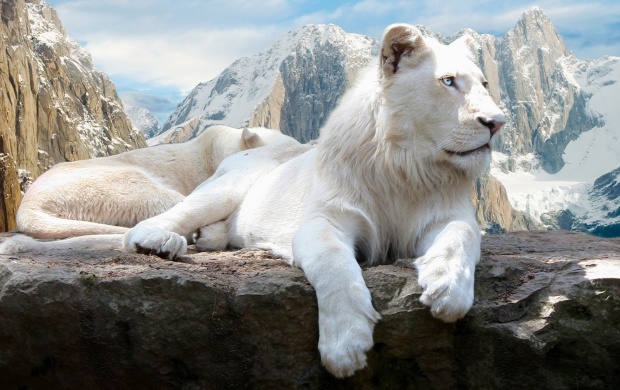 White Lion On Mountain