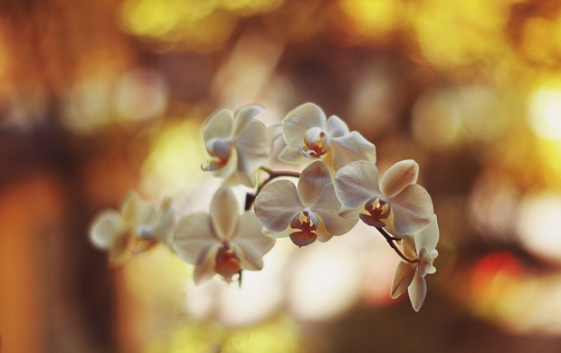 White Orchids (click to view)