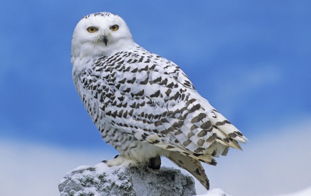 White Owl (click to view)